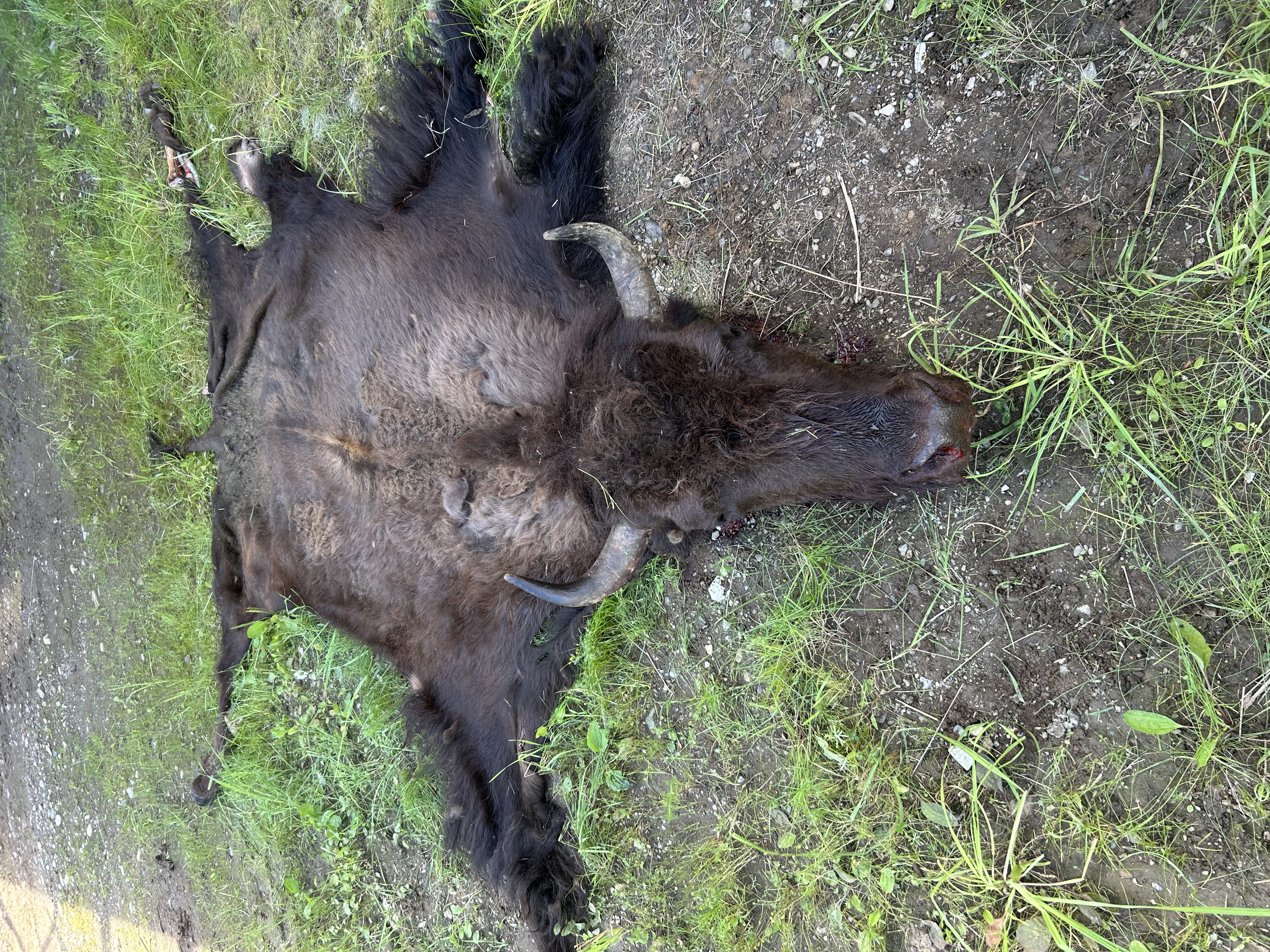 Butcher 2025 - 3